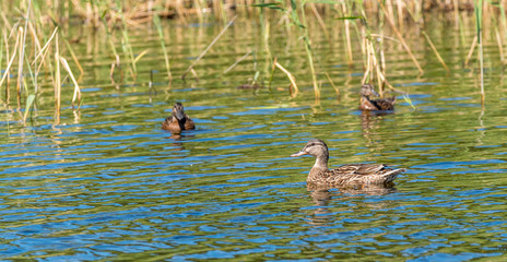 Mallard Duck and Ducklings Swimming on a Lake at a Wetlands