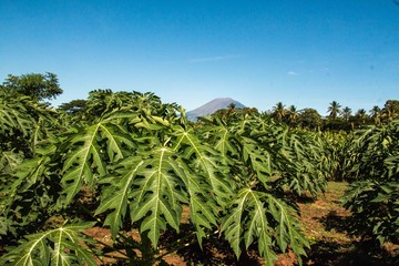 Volcano and papaya 