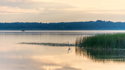 Great White Egret in a Lake at Sunset