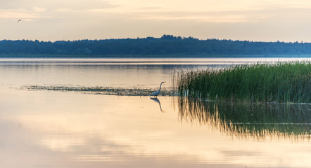 Great White Egret in a Lake at Sunset