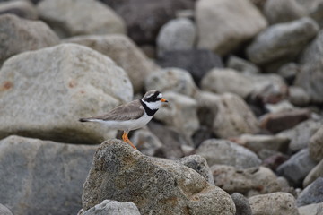 Ringed plover on a rock