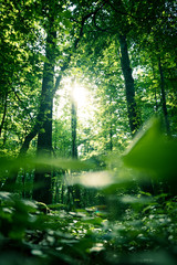 Obraz premium Impressive trees in the forest. Fresh green leaves and sunshine, springtime. Bottom view.