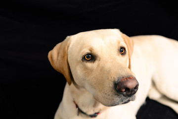 Closeup Portrait in studio of blond labrador on black background