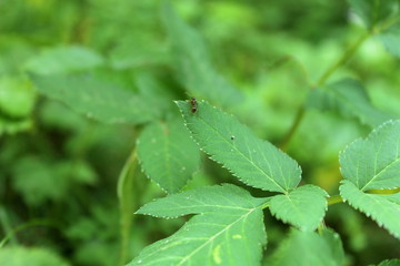 Ant on green leaf
