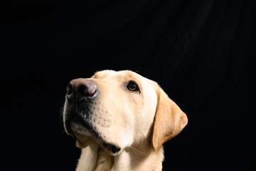 Closeup Portrait in studio of blond labrador on black background