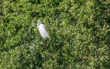 Great White Egret Perched in a Tree