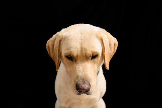 Closeup Portrait in studio of blond labrador  looking down on black background