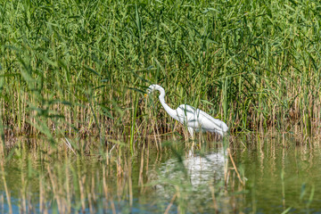 Great White Egret Perched in a Tree