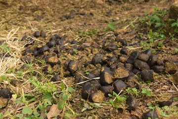 The faeces of horse on ground