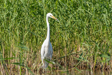 Great White Egret Perched in a Tree