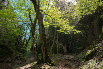 Forest in Birtvisi Canyon, Georgia