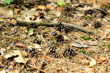 pine cone on the ground in the forest