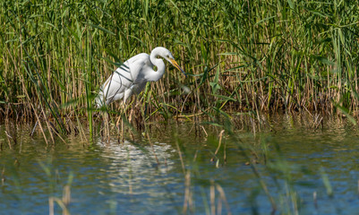 Great White Egret Perched in a Tree
