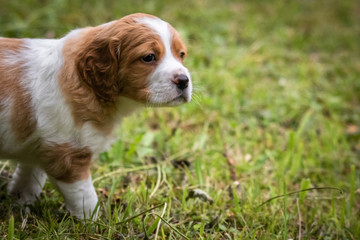 cute and curious brown and white brittany spaniel baby dog, puppy portrait isolated exploring