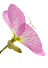Fototapeta na wymiar Flower of pink Evening Primrose, lat. Oenothera, isolated on white background