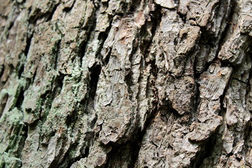 Wood texture