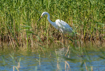 Great White Egret Perched in a Tree