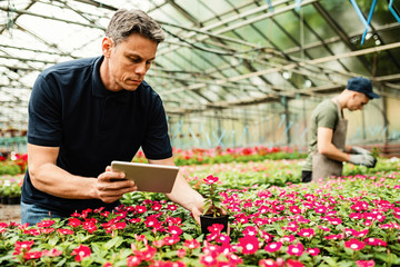 Male florist using digital tablet while taking care of flowers at plant nursery.