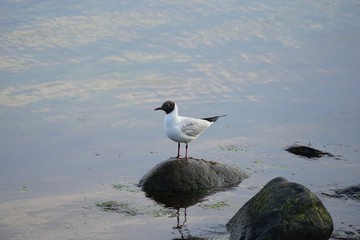 Lachmöwe auf einem Stein an der Ostsee (Lübecker Bucht)