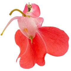 Scarlet flower of Impatiens balsamina, garden balsam jewelweed touch-me-not plant, isolated on...