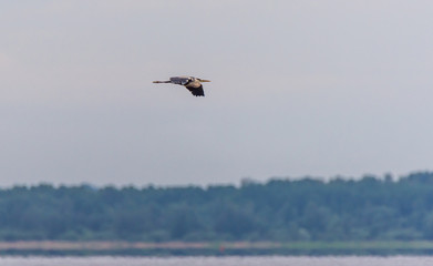 Fototapeta na wymiar Grey Heron Flying in the Sky above a Lake in Latvia
