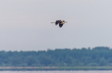 Grey Heron Flying in the Sky above a Lake in Latvia