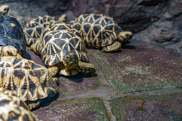 ビルマホシガメ