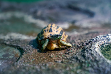 キバラクモノスガメ