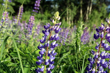 Summer flowers in the meadow