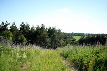landscape with trees