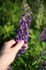  Flowers lupine in hands