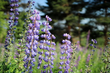 Obraz premium Summer flowers in the meadow