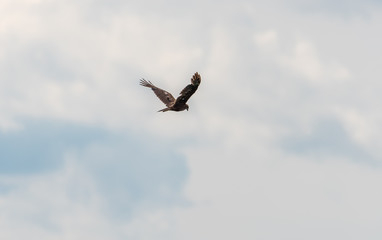 Western Marsh Harrier Flying in a Cloudy Sky