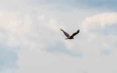 Western Marsh Harrier Flying in a Cloudy Sky