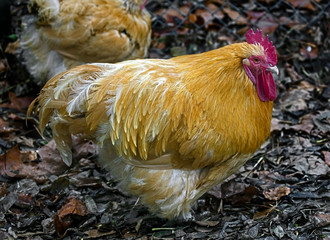Nice orange rooster on the ground in its enclosure