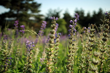 Obraz premium Summer flowers in the meadow