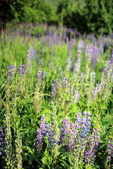 Fototapeta premium Flowering lupines on the edge of the forest