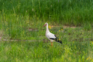 Stork Hunting for Food in Wetlands in Latvia