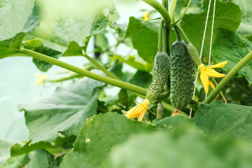 Cucumbers ripen in greenhouse. Agriculture, farming, natural food.