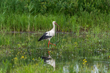 Stork Hunting for Food in Wetlands in Latvia