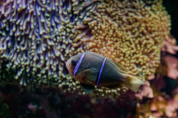 マックローキーズアネモネフィッシュ