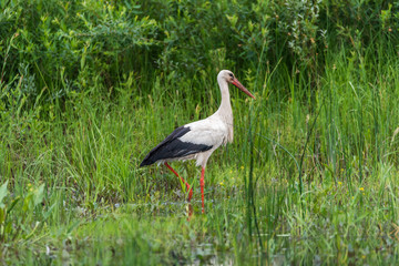 Naklejka premium Stork Hunting for Food in Wetlands in Latvia