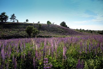 Fototapeta premium Summer flowers in the meadow