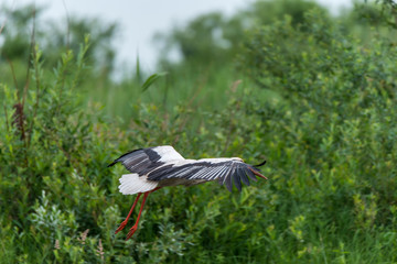 Stork Hunting for Food in Wetlands in Latvia