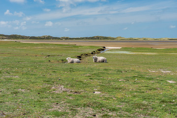 Obraz premium Sylt - View to flock of sheep at nature reserve at Wadden Sea nearby List Harbor / Germany
