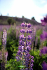 Fototapeta premium Summer flowers in the meadow
