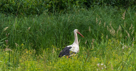 Stork Hunting for Food in Wetlands in Latvia
