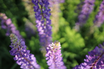 Summer flowers in the meadow