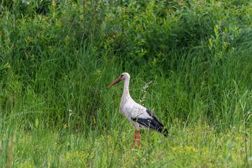 Stork Hunting for Food in Wetlands in Latvia