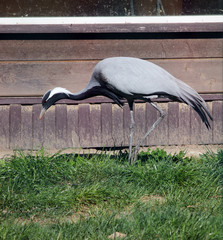 Great blue heron closeup
